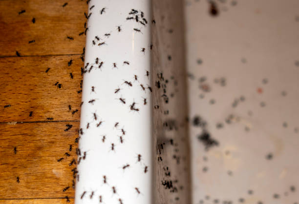 Spider Control Near Me in Esparto, CA
