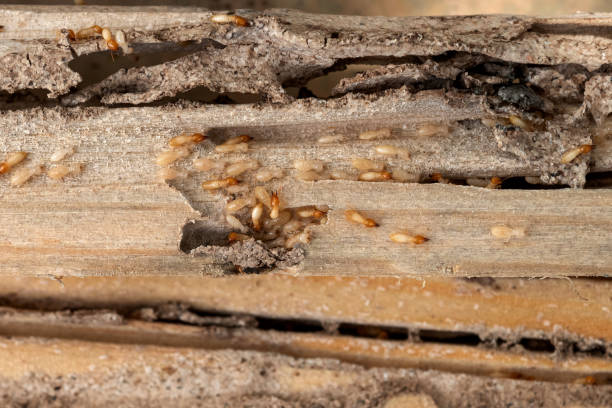 Best Mosquito Control Services  in Esparto, CA