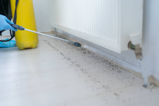 Best Flea Control Services  in Esparto, CA